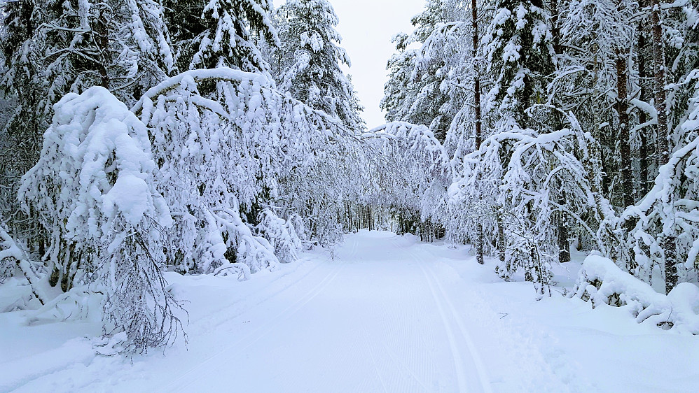 I løypa mellom Bottilmyra og Kubrua