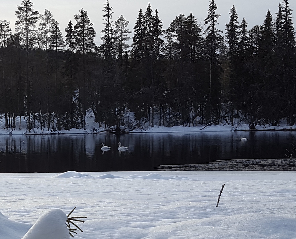 Svaner i Mesnaelva