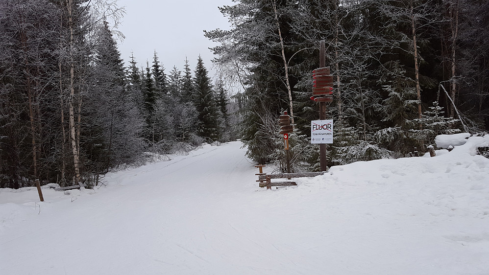 Ved Hammerkoia