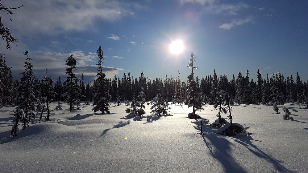 Fint i skogen også
