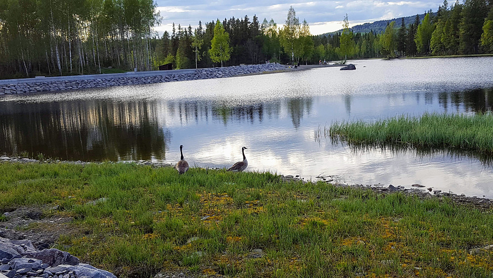 Canadagås