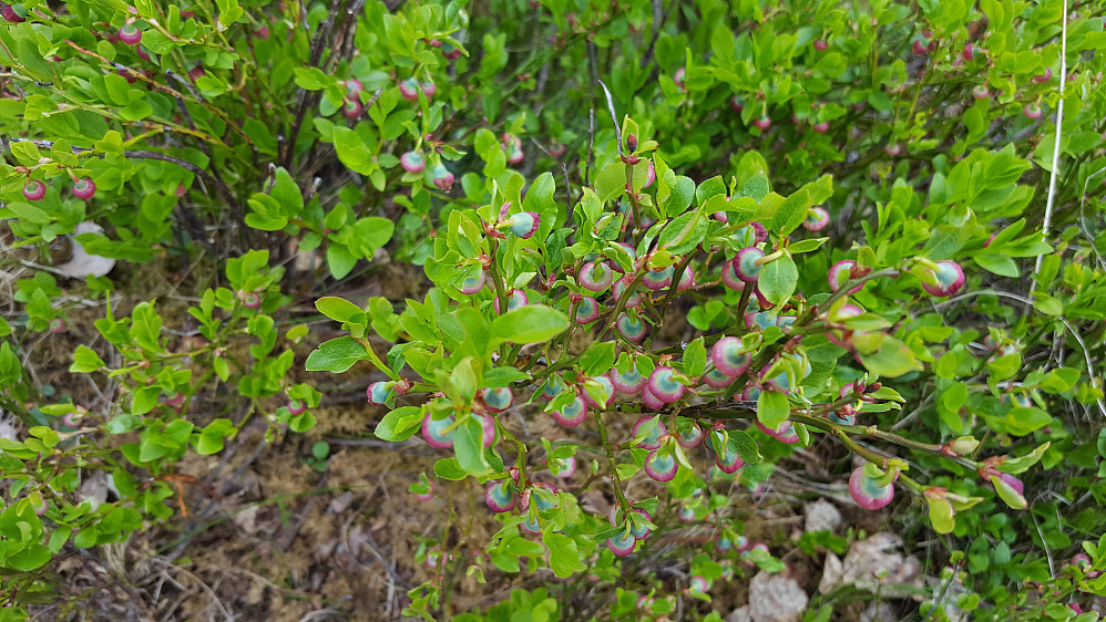 På Balbergkampen, kanskje blir det mye blåbær her i år? 