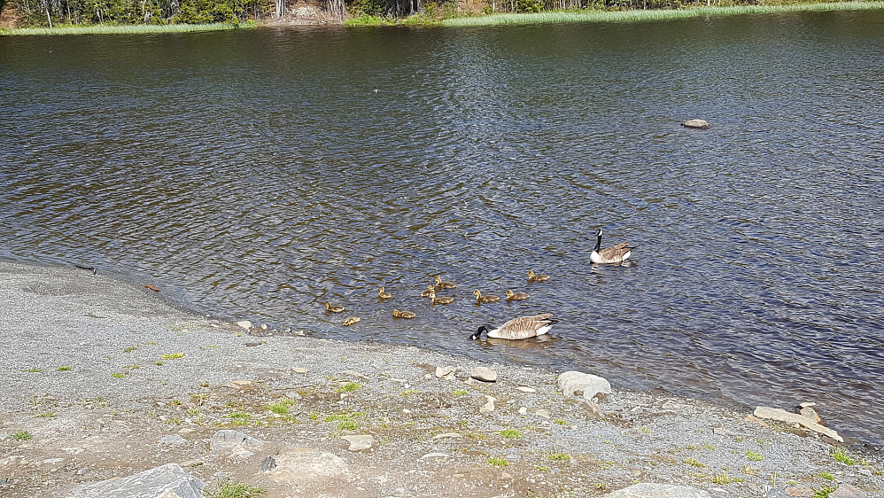 Gåseparet ved Kroken