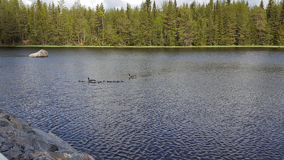 Gåseparet ved Kroken