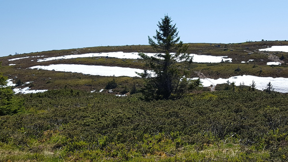 På Lunkefjell| V1
