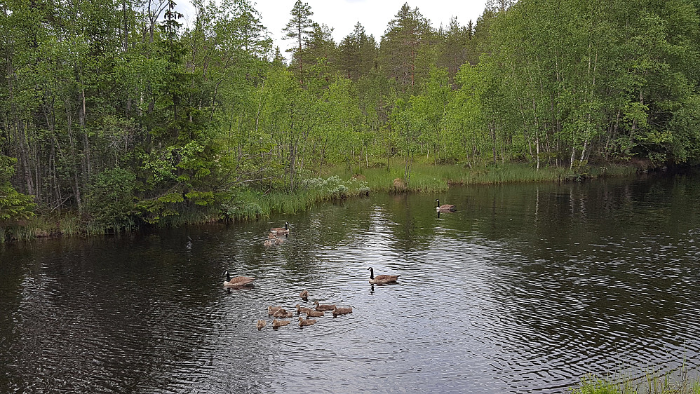 Kanadagås i Kanalen