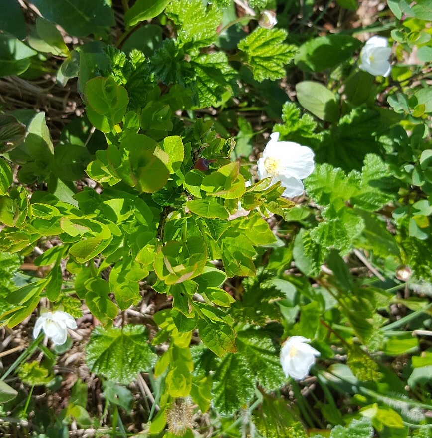 Molteblomst i råket