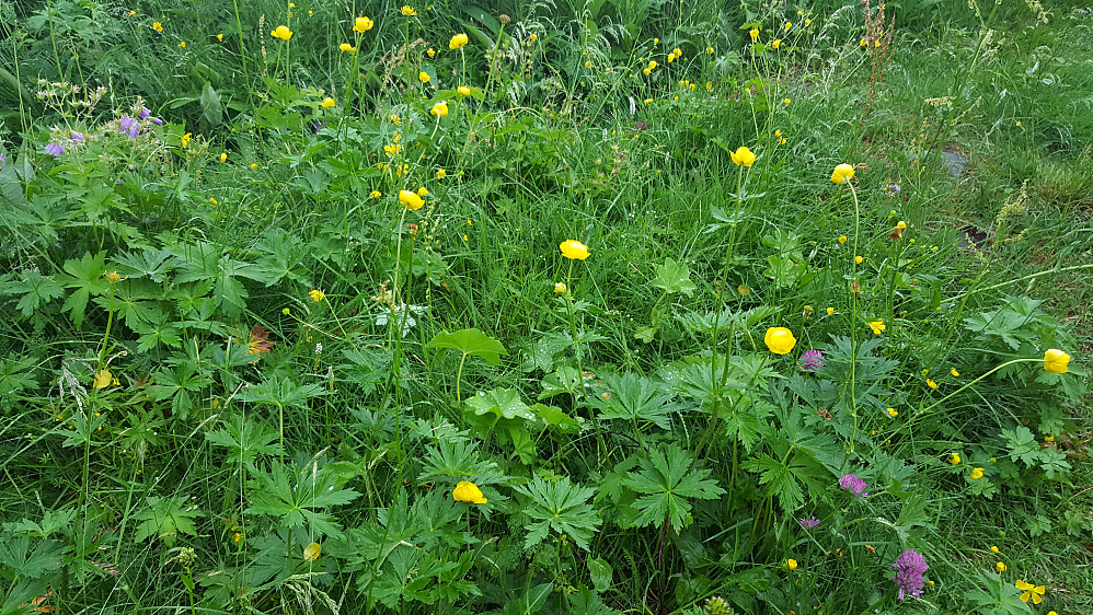 Frodig blomstring