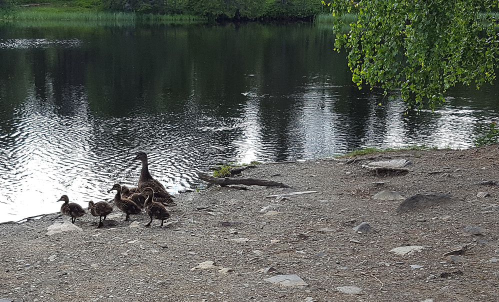 Andefamilie ved Krokbua