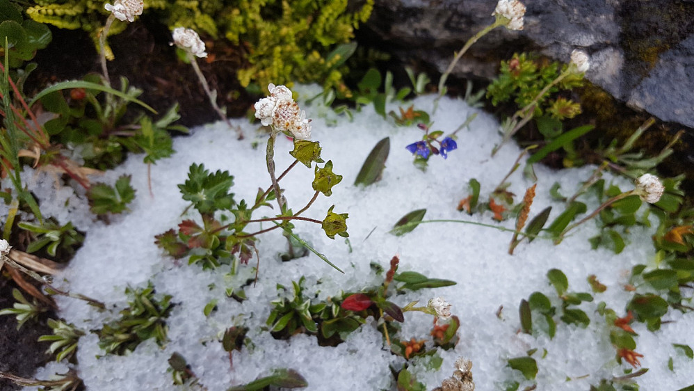 Bergveronika og Kattefot i hagl