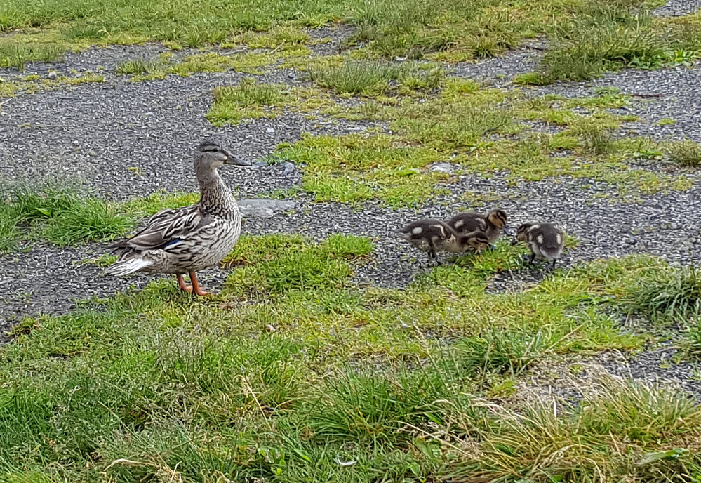 Ved Kroken, andemor med små unger