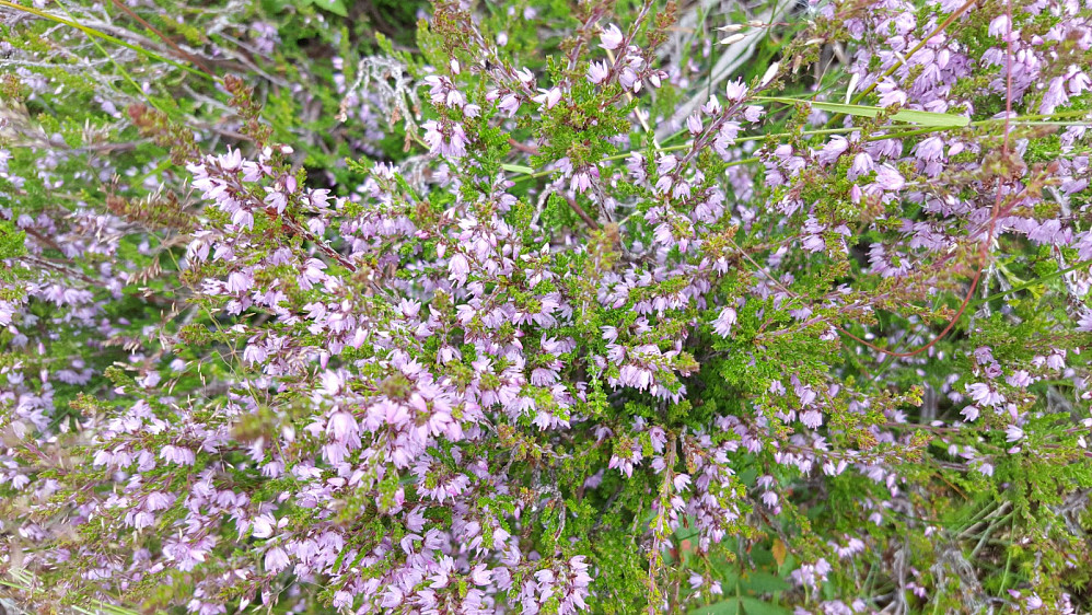 Røsslyngen blomstrer fint på Balbergkampen nå