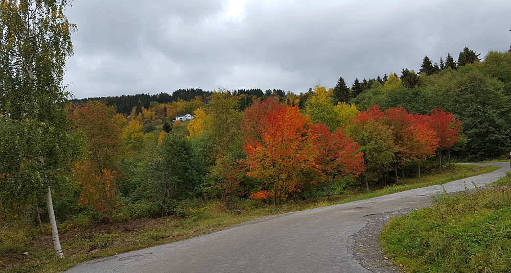 Snart hjemme igjen, høstfarger i nabolaget