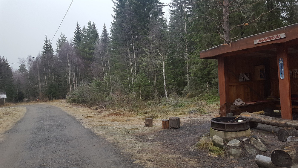 Ved Hammerkoia