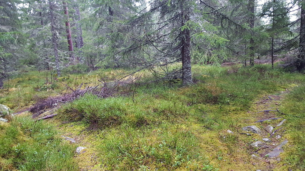 På Kanthaugen