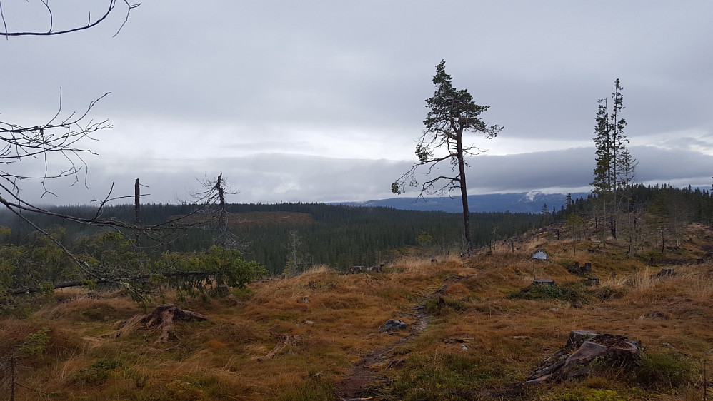 På hogstfeltet