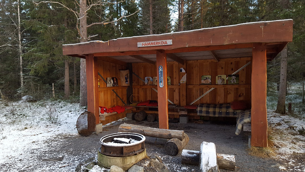 Hammerkoia