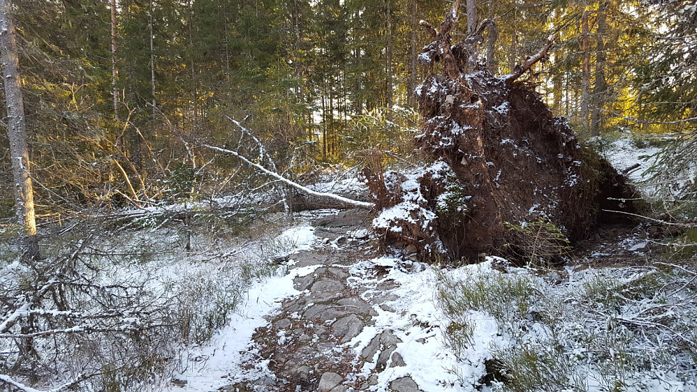 Nytt tre over råket