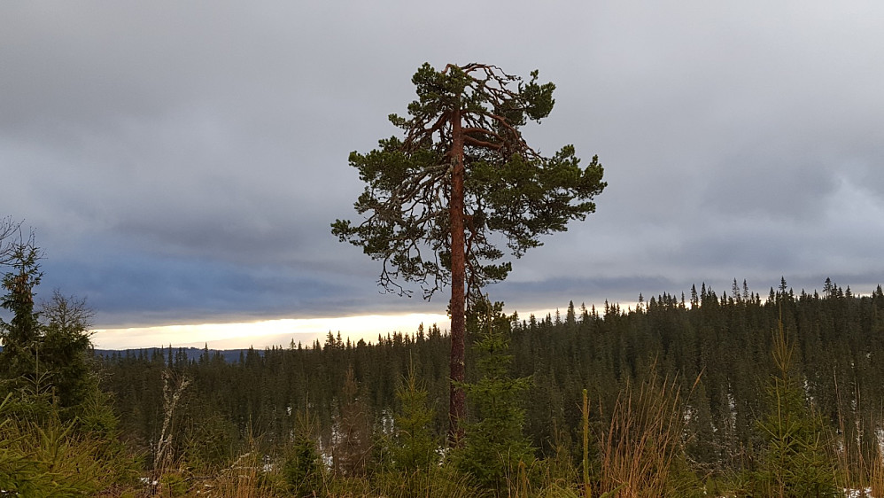 Ved Høgrabben