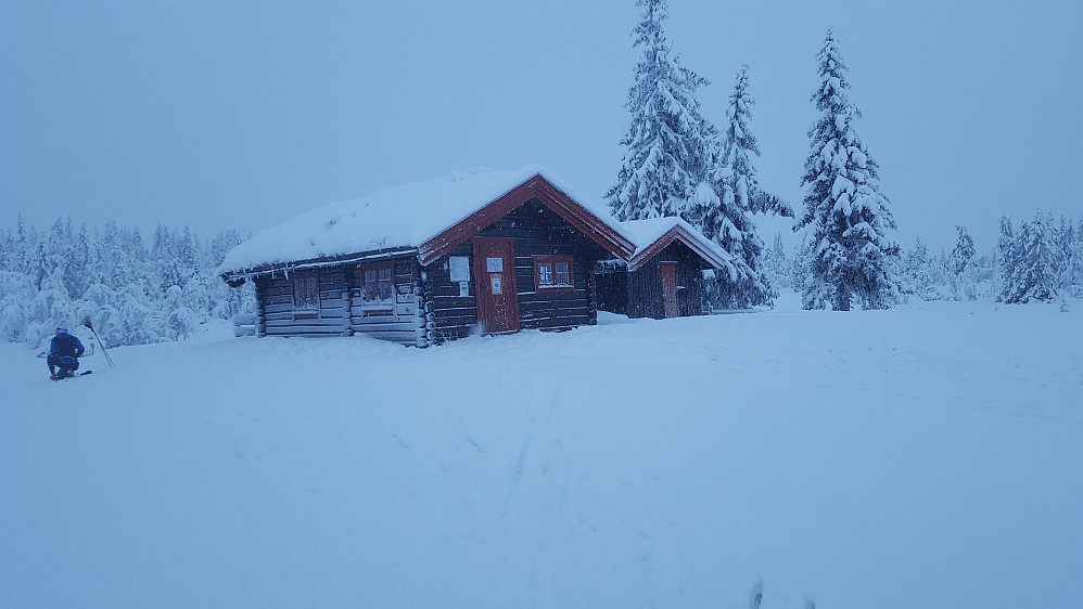Midtfjellkoia