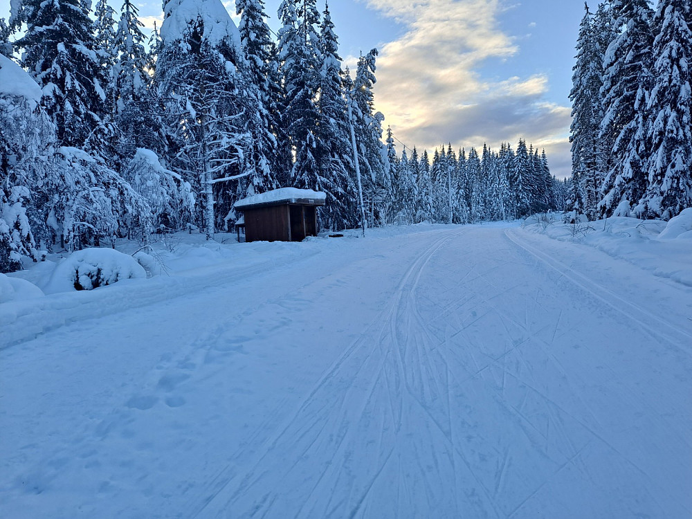 Ved Hammerkoia