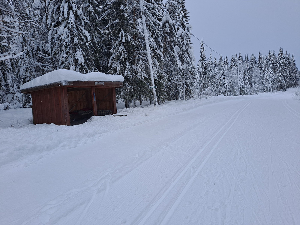 Ved Hammerkoia
