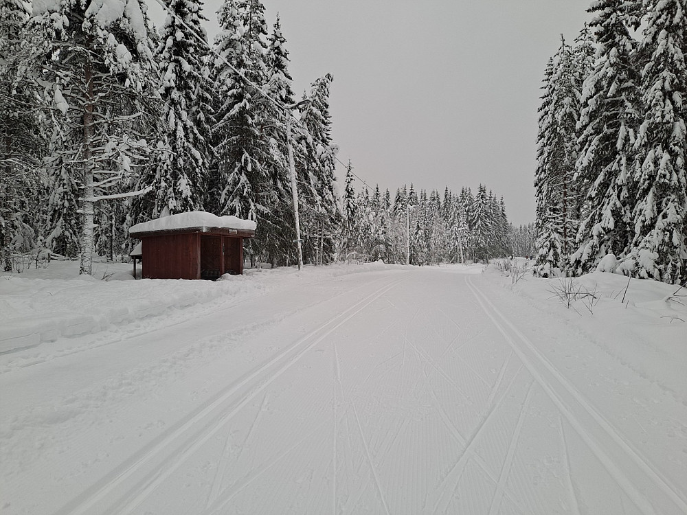 Ved Hammerkoia