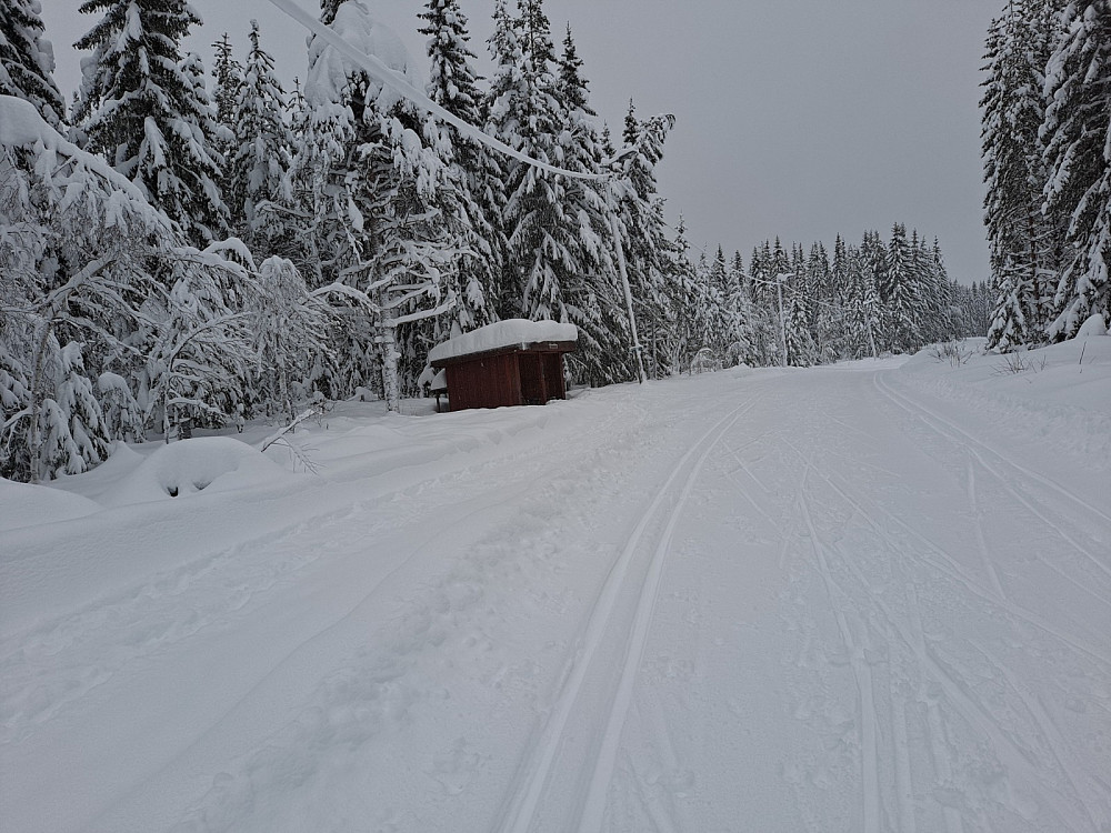 Ved Hammerkoia