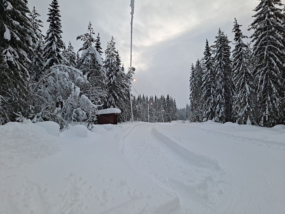 Ved Hammerkoia