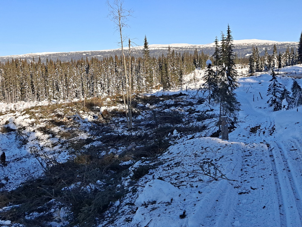 Ut av hogstfeltet mot Slåseterfjellet og Nevelfjell