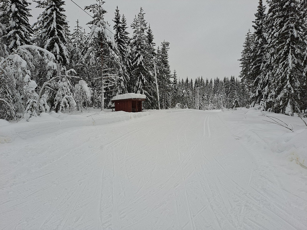 Ved Hammerkoia