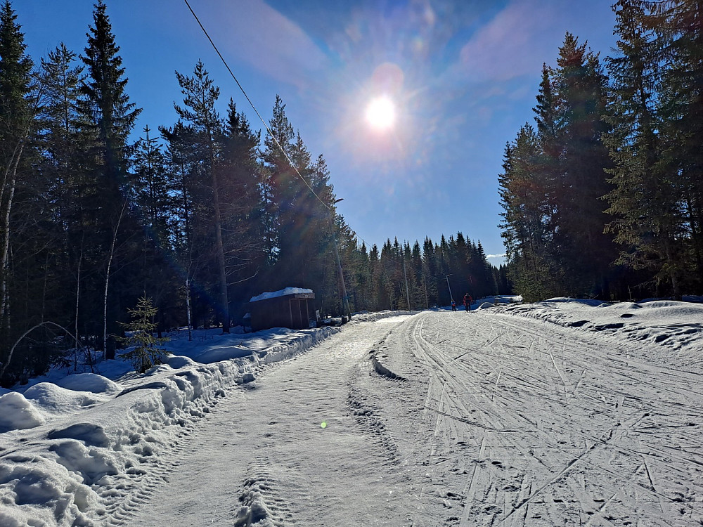 Ved Hammerkoia