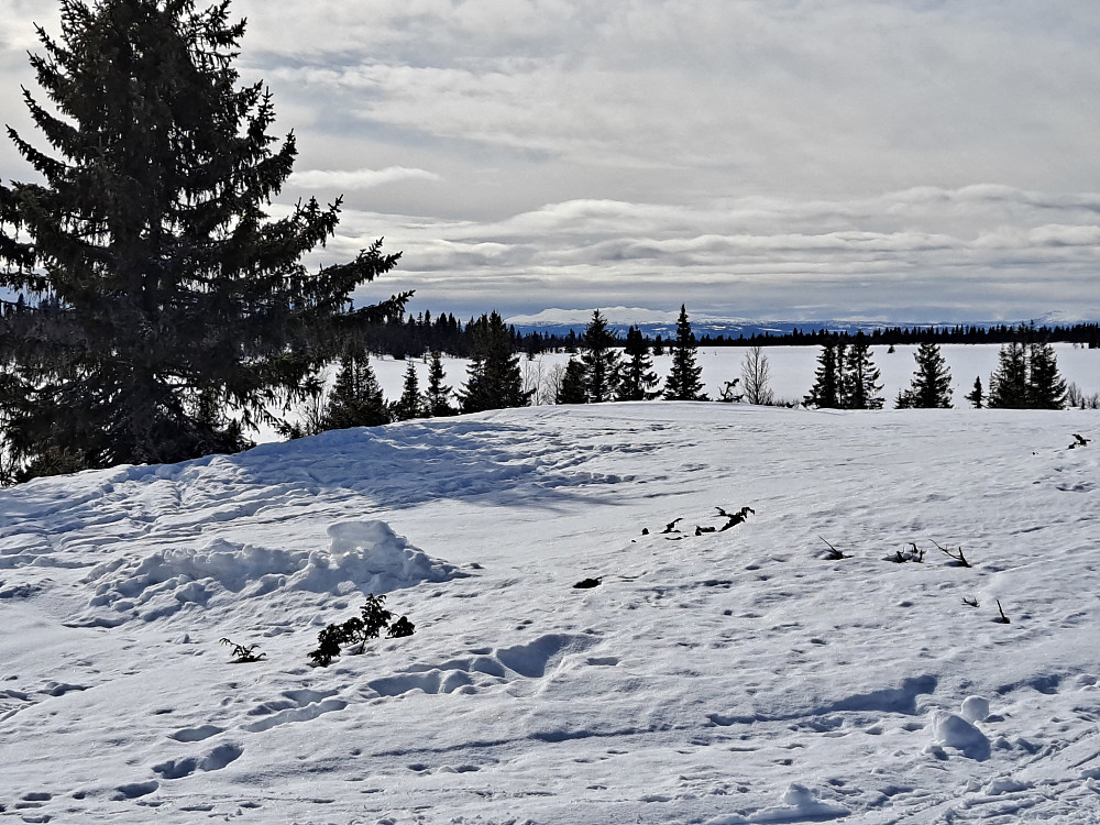 Synnfjellet ser en overalt, her ved Rognhaugen