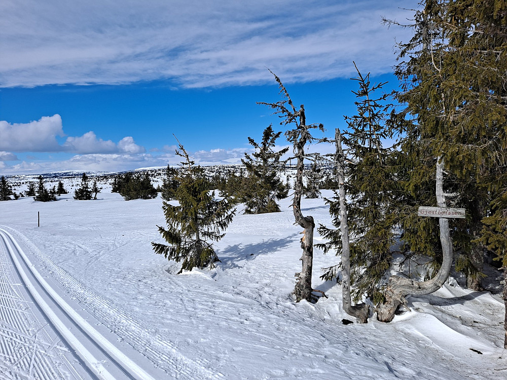 Ved Gjesboåsen