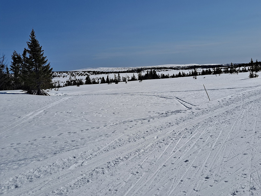 I løypa mellom Elgåsen og Kuåsen