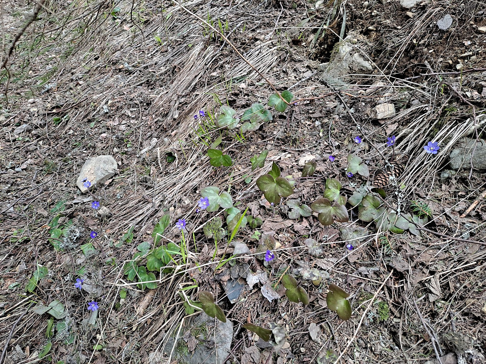 Blåveis