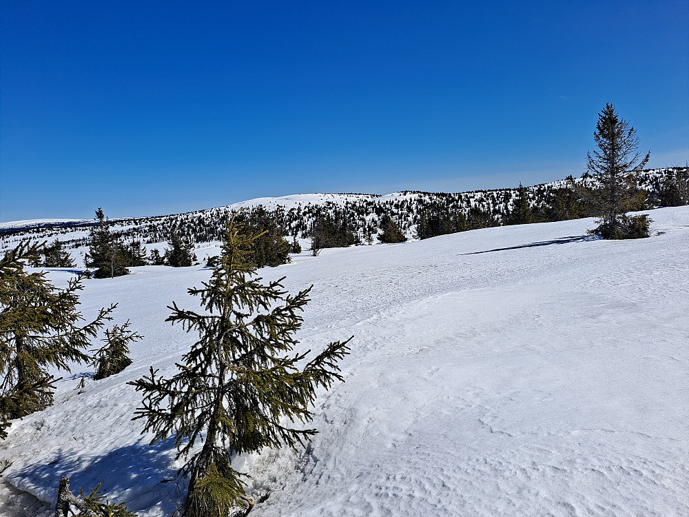 På Gjesboåsen, mot Steinvikfjellet