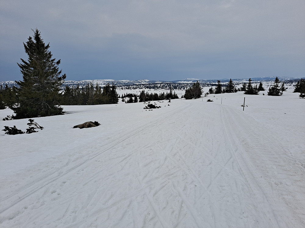 Skiløypa ved Gjesboåsen