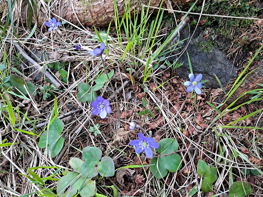 Fortsatt blåveis i Balberglia