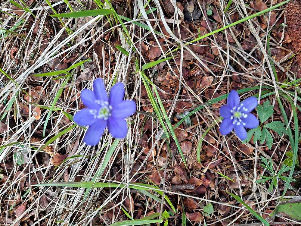 Blåveis i Balberglia