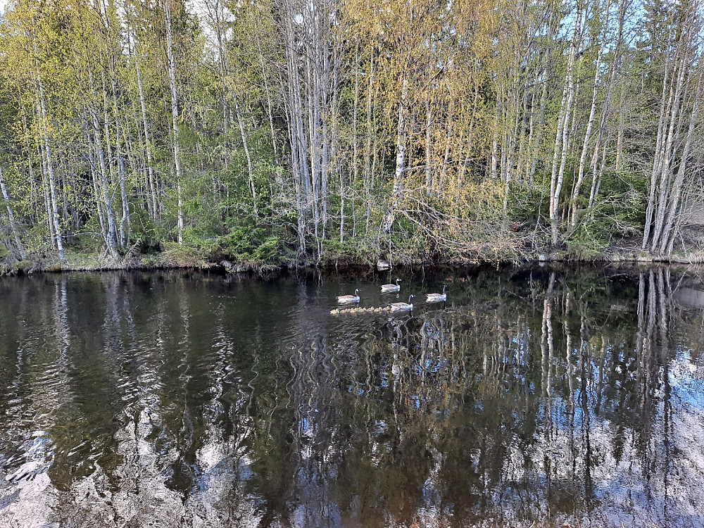 Gåsefamilien