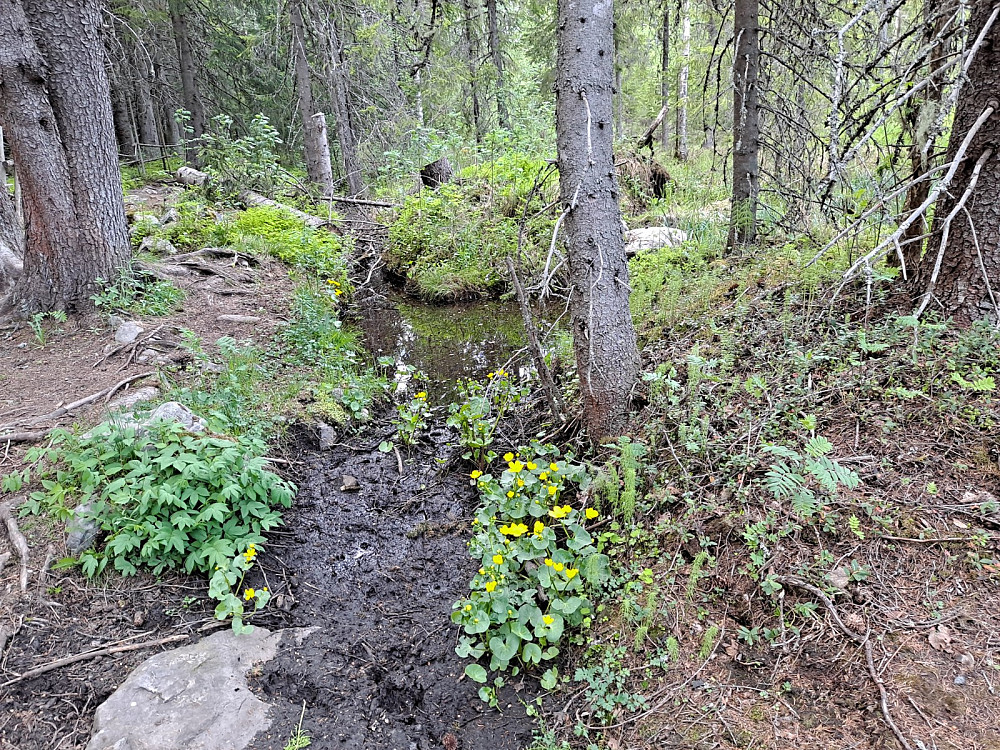 Bekkeblom ved råket