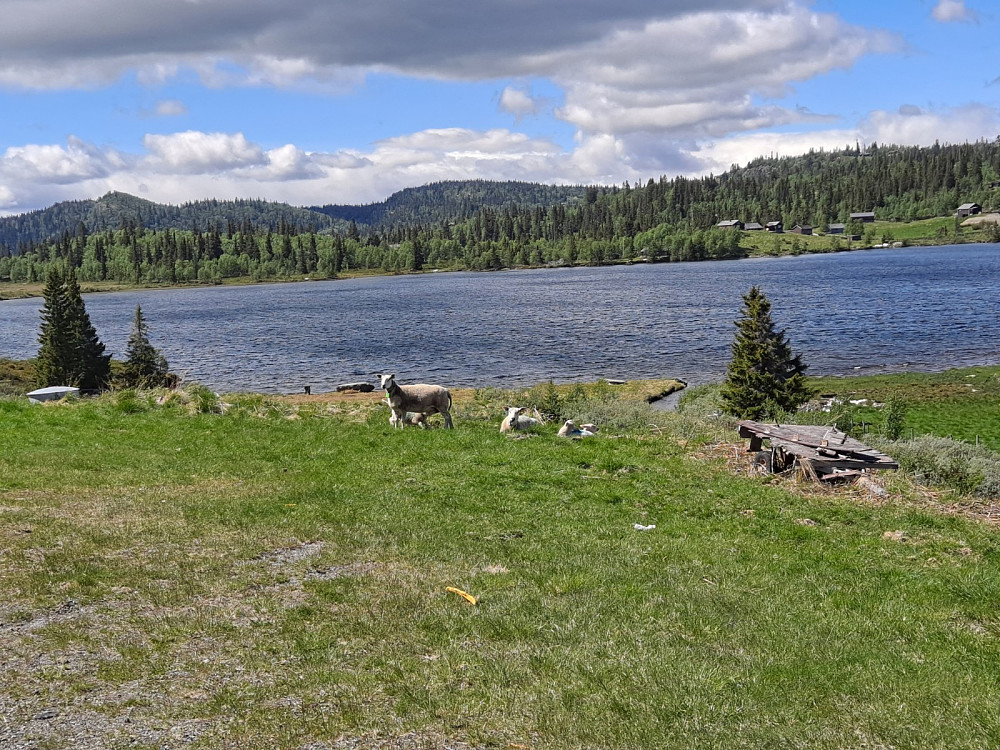suer ved Vangsjøen