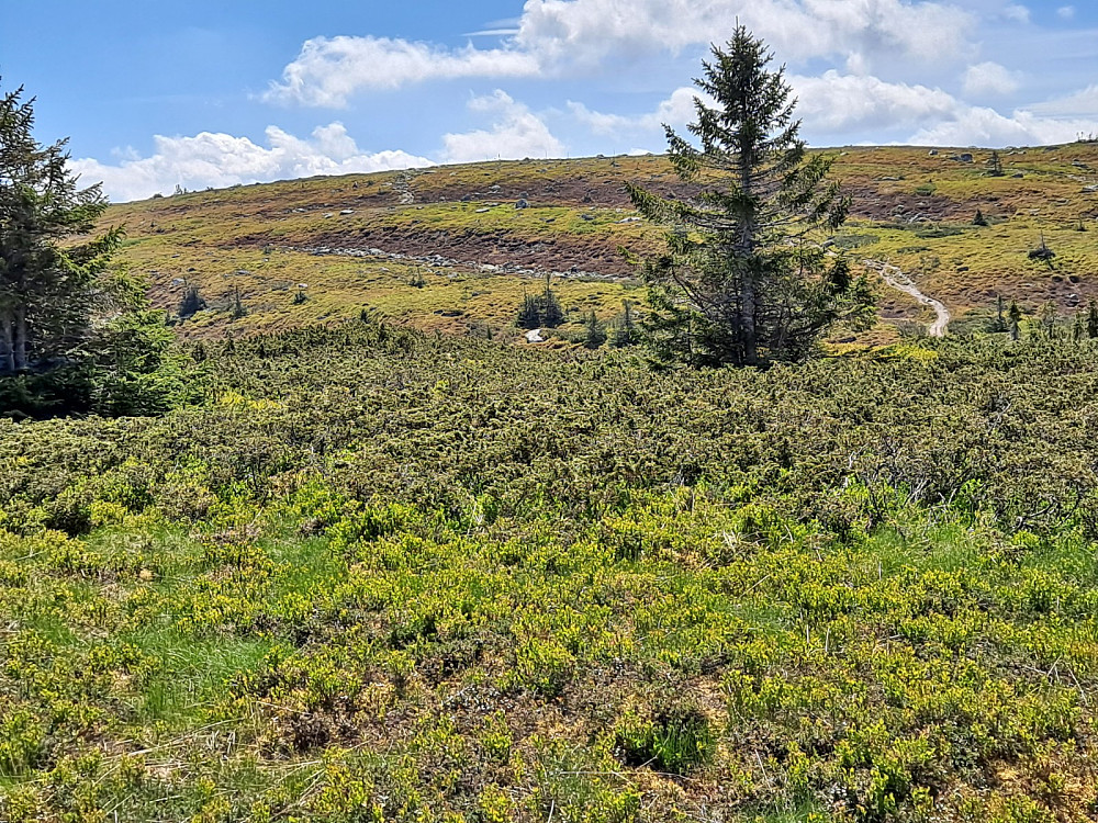 På Lunkefjell vest