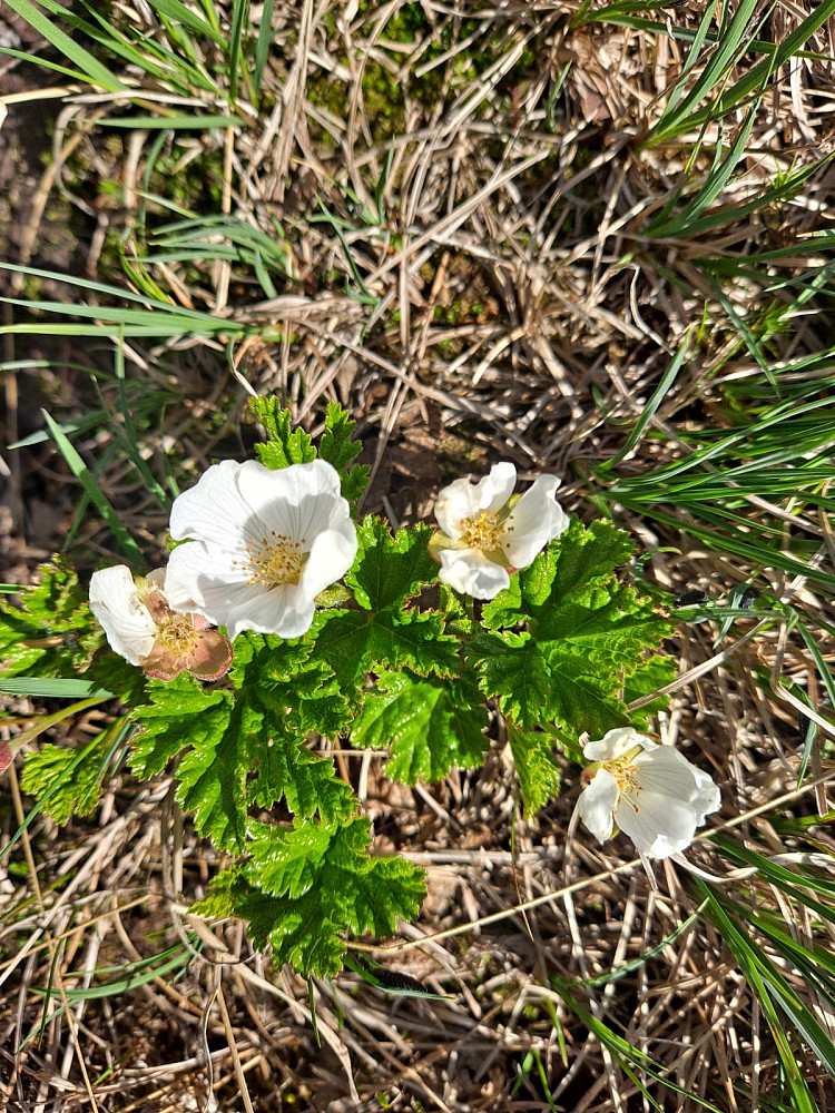 Molteblomster ved råket