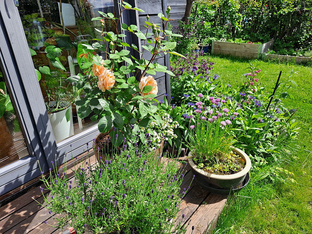 Det blomstrer i hagen