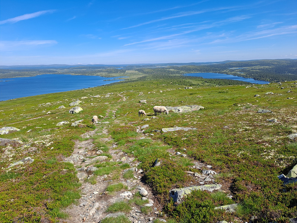 Ned fra Nevelfjell