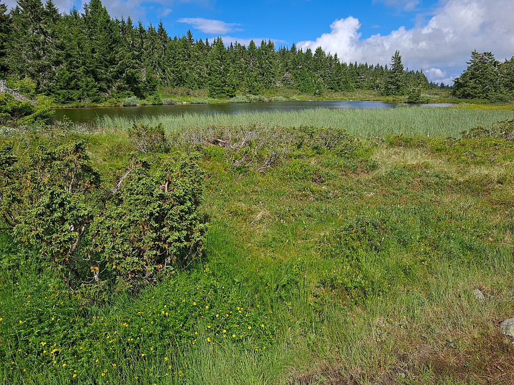 VedSkjerketjerna