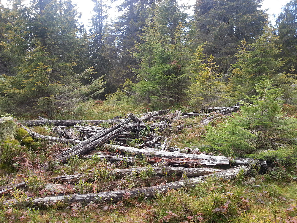 På Sjogehaugen