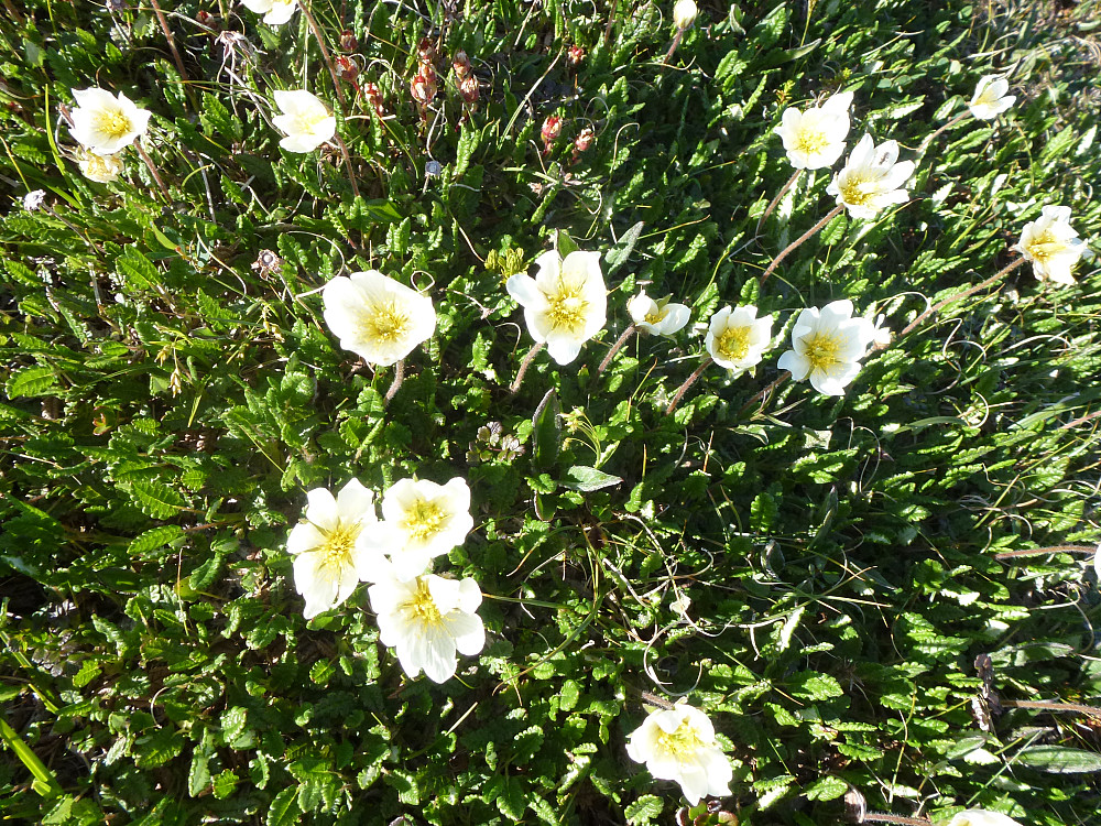 Reinrose